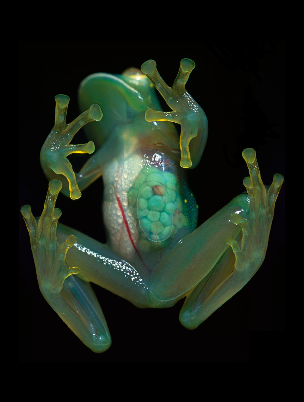 Существо живущие в телефоне. Стеклянная лягушка (Glass Frog). Стеклянная лягушка Южной Америки. Стеклянные лягушки Centrolenidae. Стеклянная лягушка Флайшмана (Hyalinobatrachium fleischmanni).