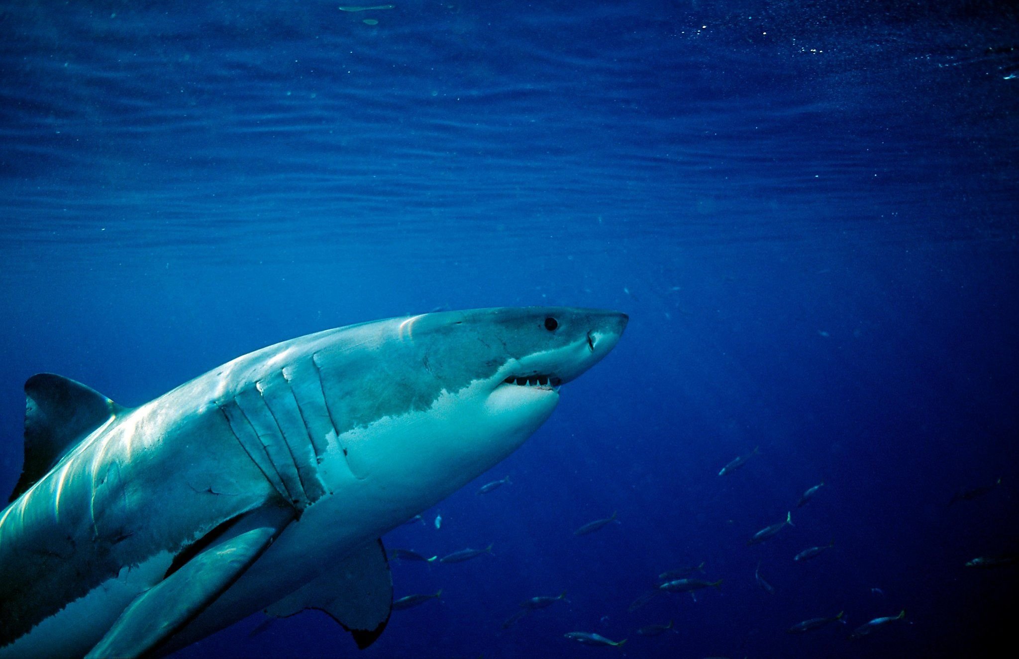 Про акул воды. Большая белая акула кархародон. Акула под водой. Акула в океане. Акула обои.