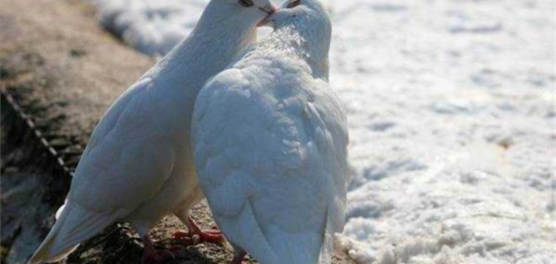Любовь голубей. Голубки. Влюбленные голуби. Два белых голубя. Любовь и голуби.