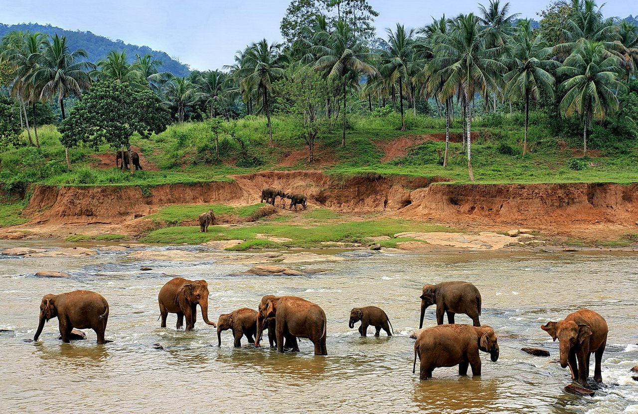 Шри ланка что знать. Слоновий питомник Шри Ланка Пиннавела. Приют для слонов Пиннавела Шри-Ланка. Остров Цейлон Шри Ланка. Зоопарк Пиннавела Шри Ланка.