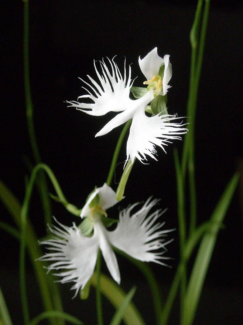 Ком цветы похожие на. Хабенария Радиата. Орхидея «большая белая цапля» (Habenaria Radiata). Орхидея хабенария Радиата. Хабенария Радиата цветок.