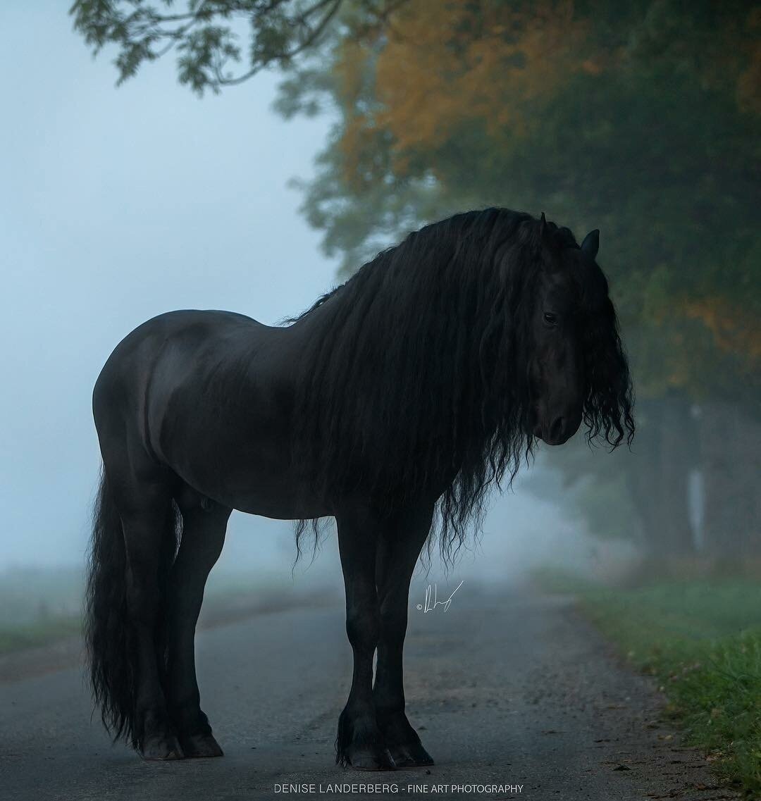 Конь с черной гривой. Фриз Фризская лошадь. Фризская лошадь тяжеловоз. Пегая Фризская лошадь.