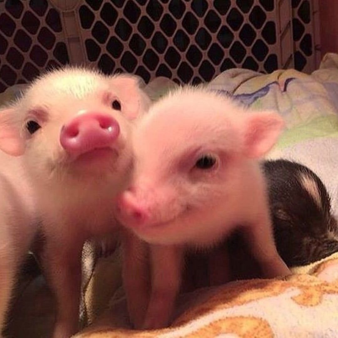 Пара свинок. Милые хрюшки. Мини Пиги. Маленькие свинки. Свинка с двумя поросятами.
