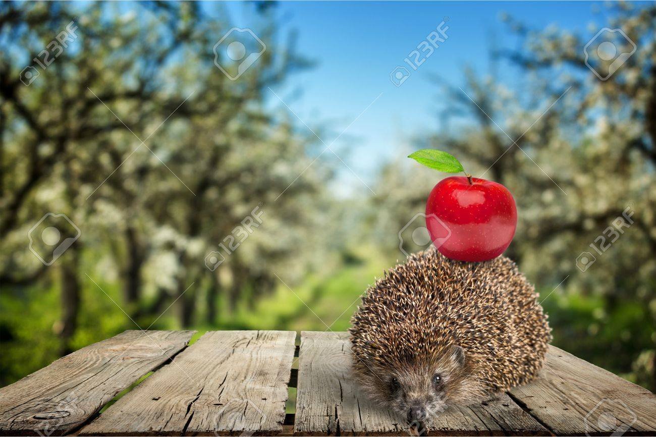 Ежики носят яблоки. Ежик с яблоком. Ежик с яблоком на спине. Ежик с яблоней. Ежик с яблоком фото.