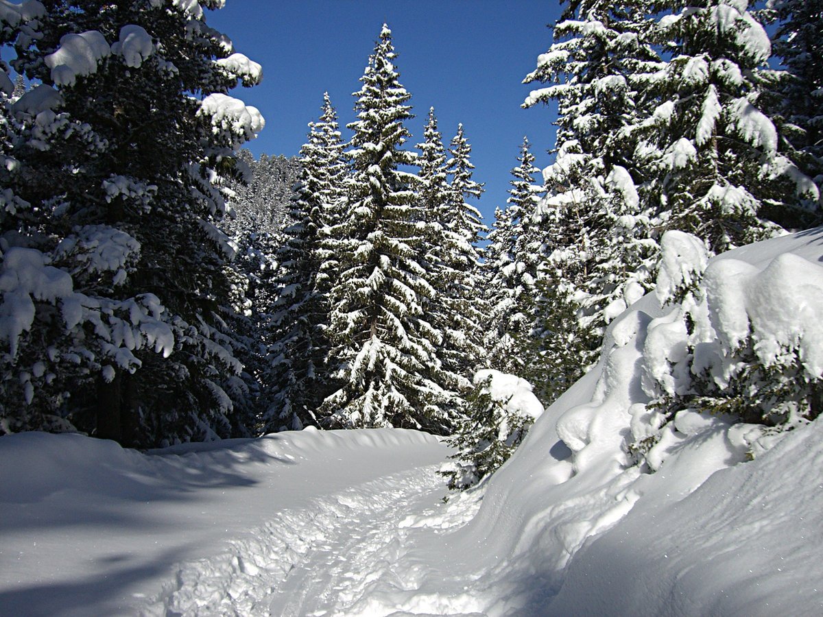 Елочки под снегом. Ель в снегу. Зимняя ель. Зимний лес. Елка зимой.