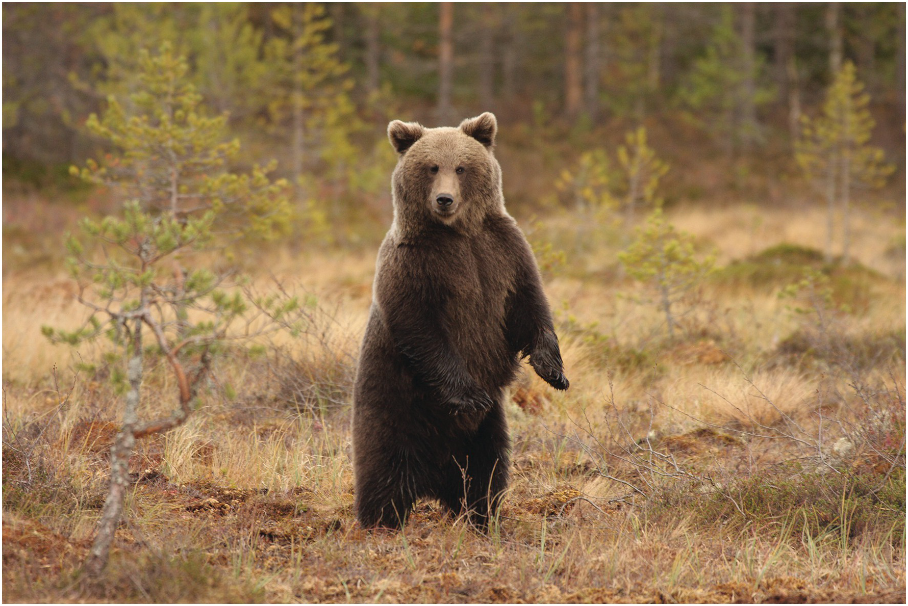 Сибирский бурый медведь.  Ursus arctos collaris — Сибирский бурый медведь. Сибирский бурый медведь фото. Медведь Сибирь. Скорость сибирского медведя
