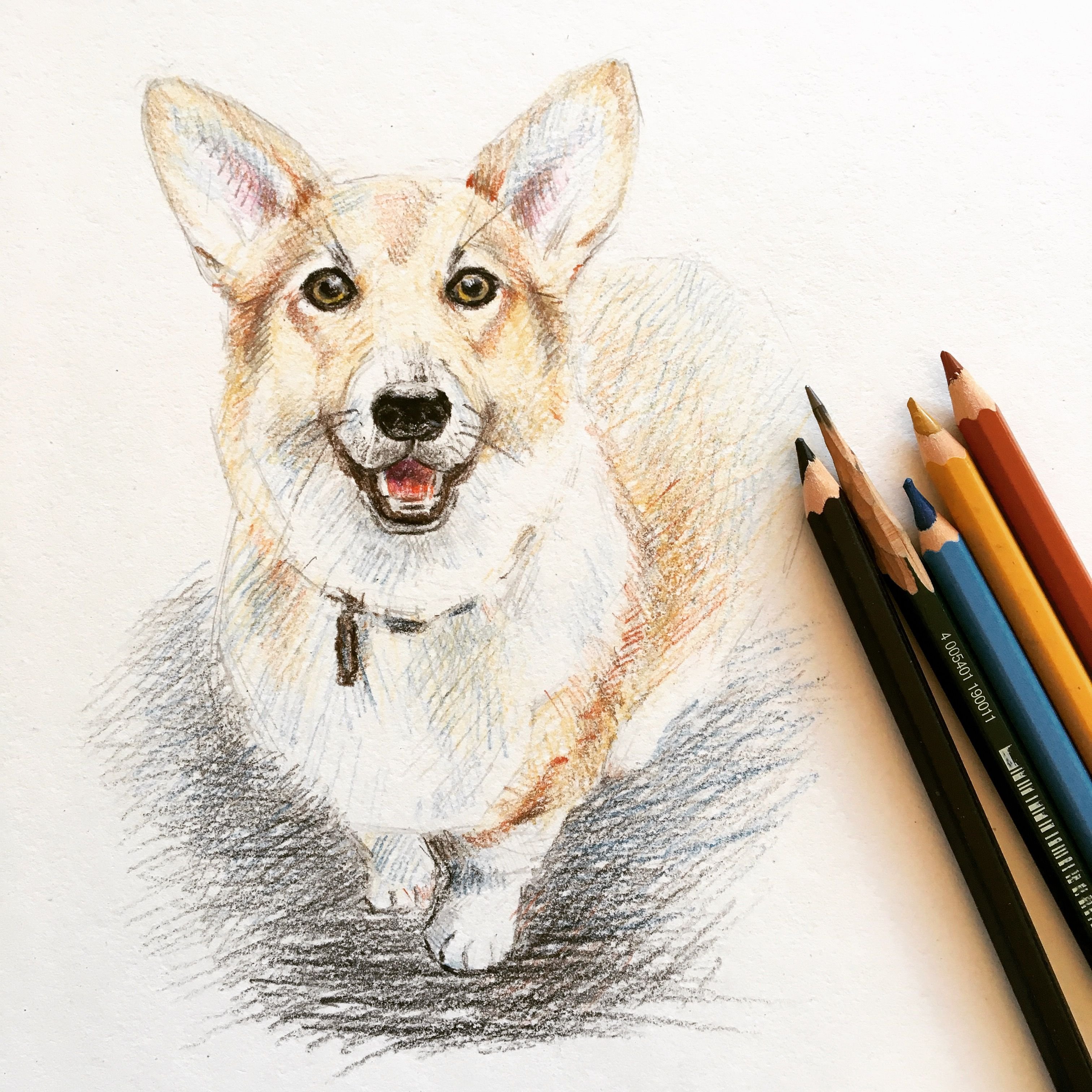 Собаки маркерами. Щенок цветными карандашами. Корги цветными карандашами. Корги рисунок цветными карандашами. Корги скетч.