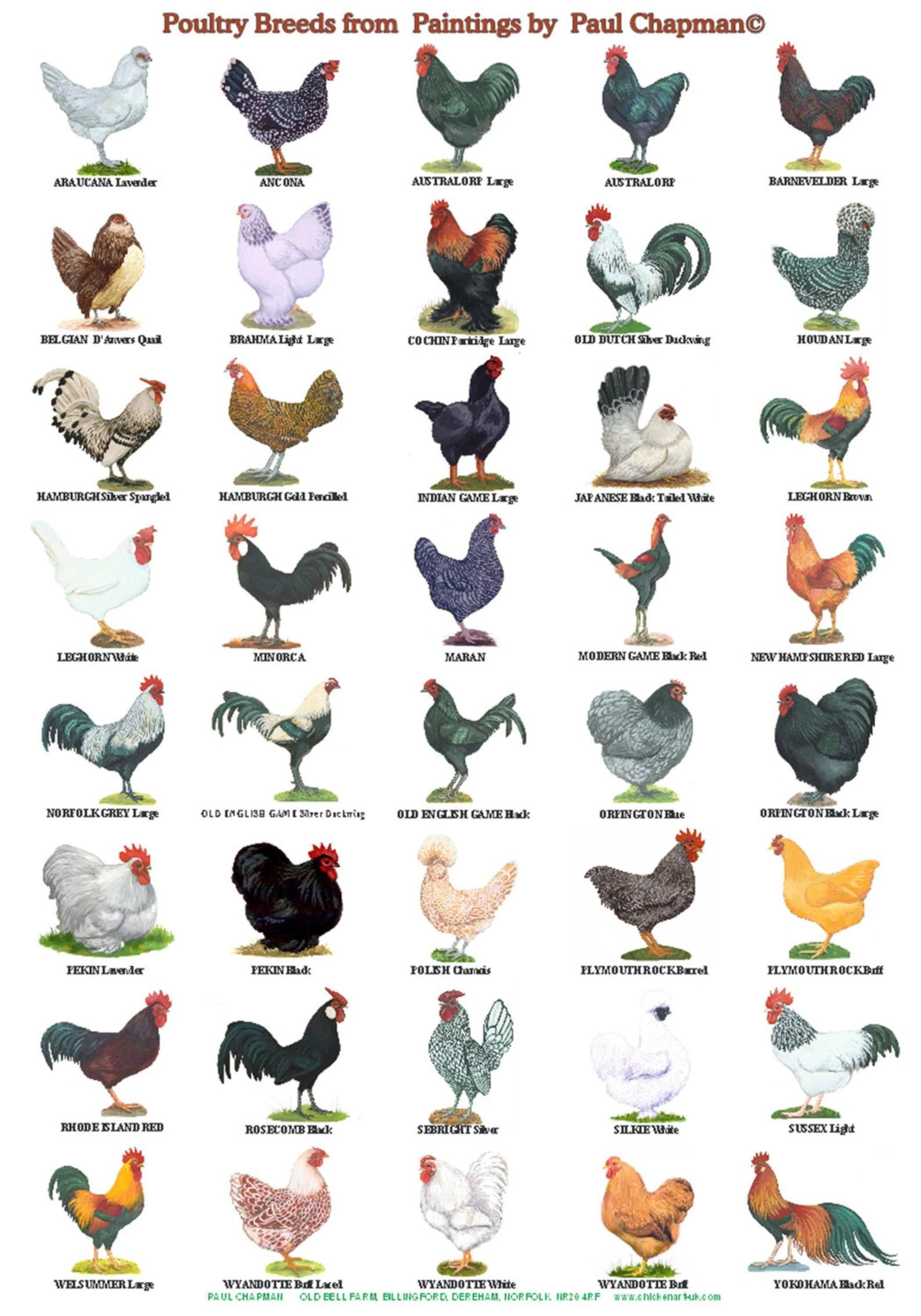 Имена для куриц