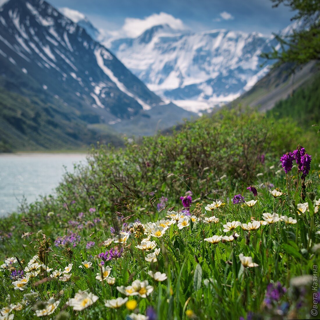 Каким будет лето в алтайском крае. Горный Алтай Альпийские Луга. Альпийские Луга Приэльбрусья. Алтай цветы гора Белуха.