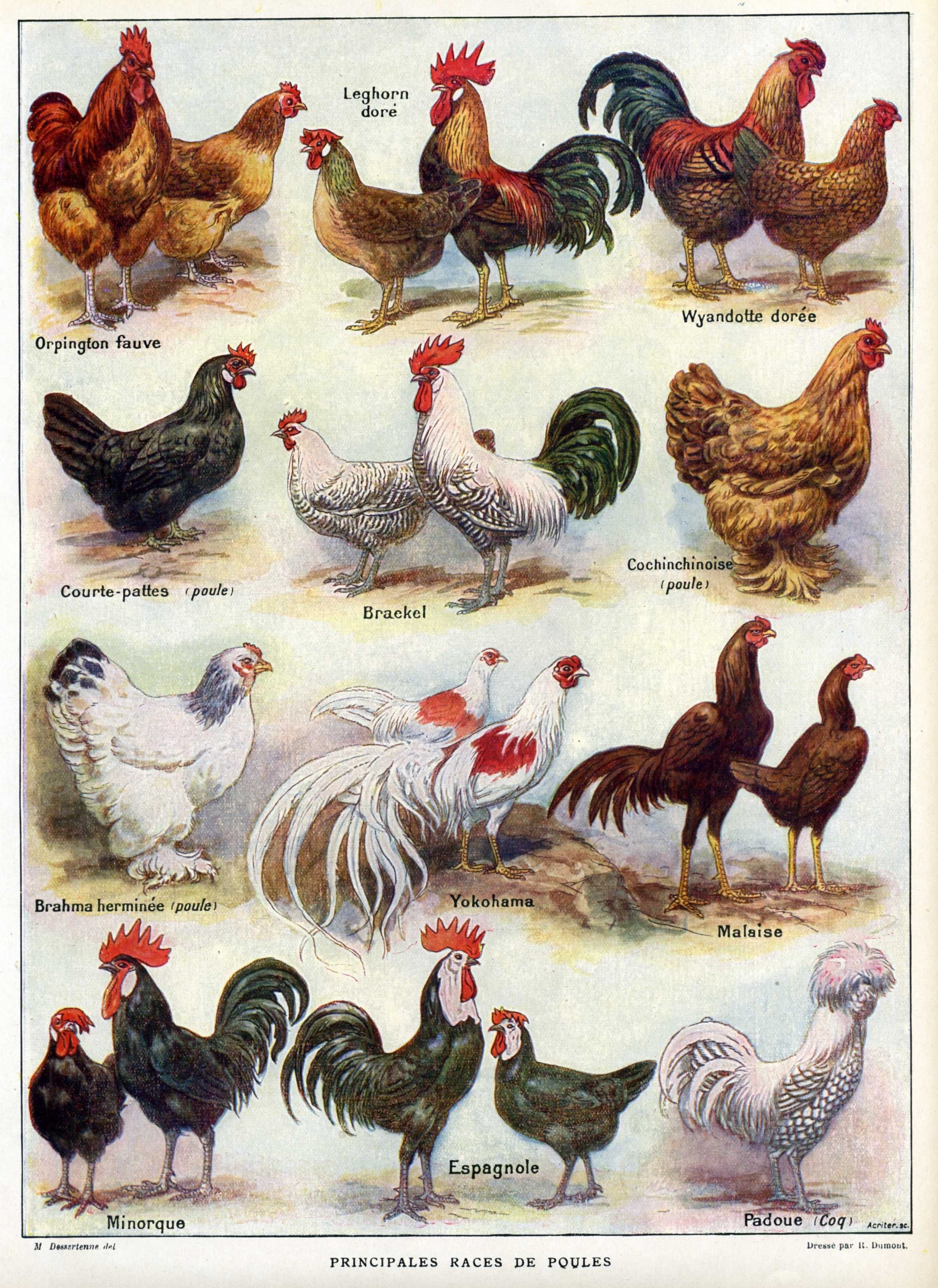 Разные породы петухов и куриц