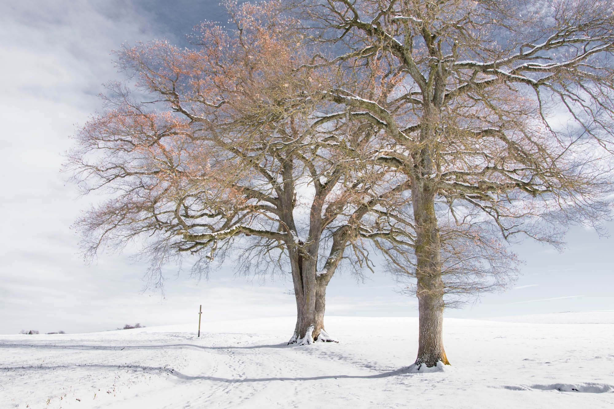 Как выглядит дерево зимой. Липа зимой. Красивое развесистое дерево зимой. Дуб зимой. Красивое развесистое дерево.