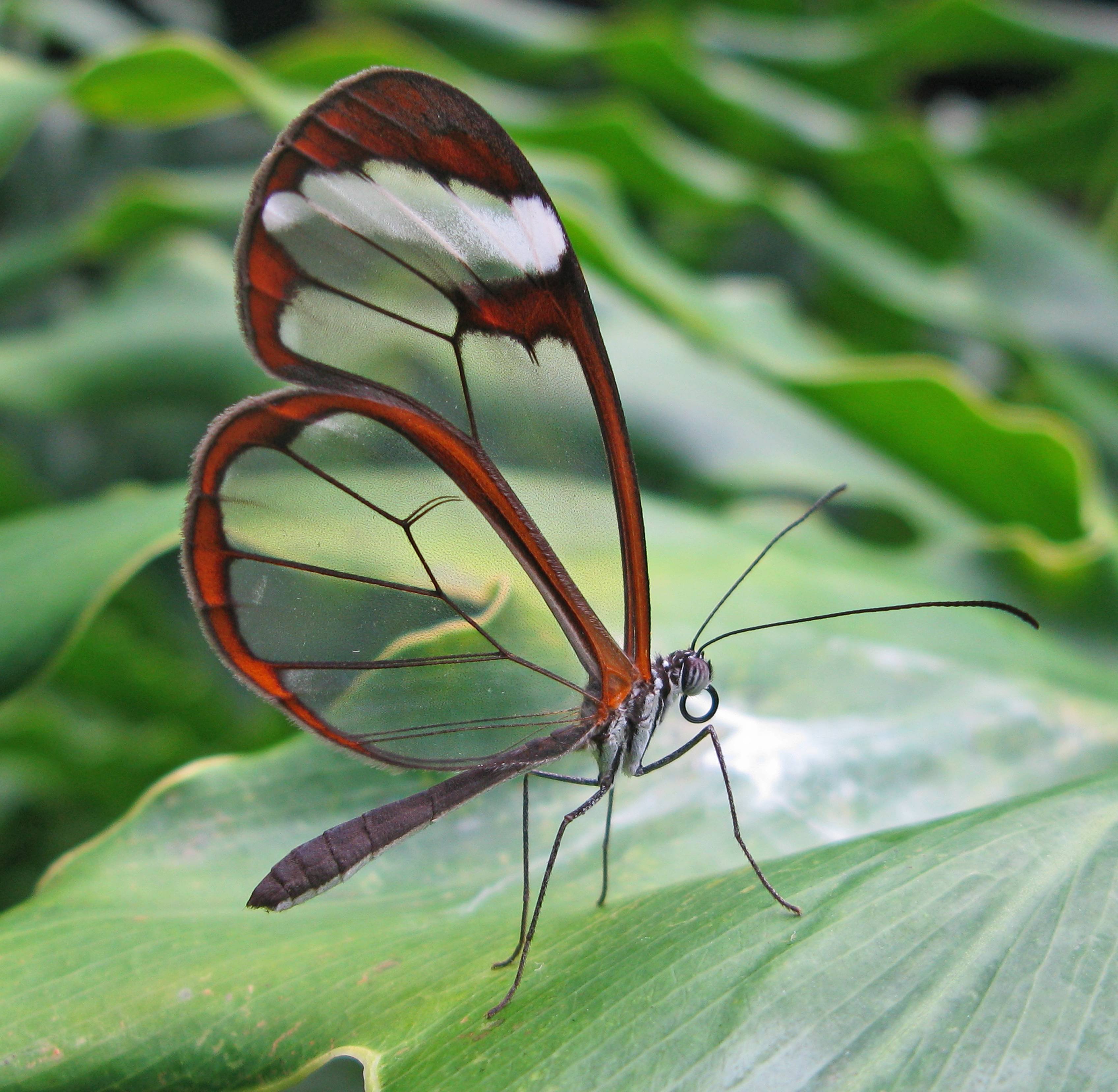 Новый вид насекомых. Great Oto сткляная бабочка.