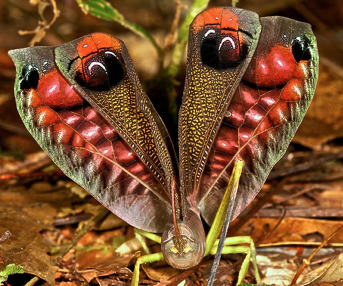 Страшный мир насекомых. Перуанский павлиний кузнечик. Pterochroza ocellata. Бабочка Павлиноглазка Геркулес. Мадагаскарский кузнечик.