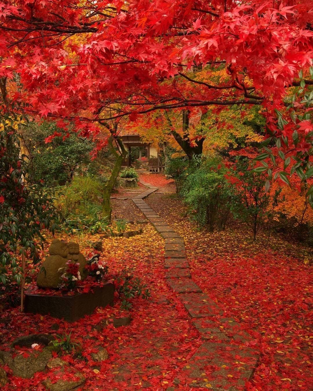 Парк осень красные листья