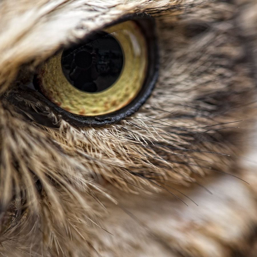 Глаз птицы. Глаза Совы. Зрачок Совы. Глаза Филина.