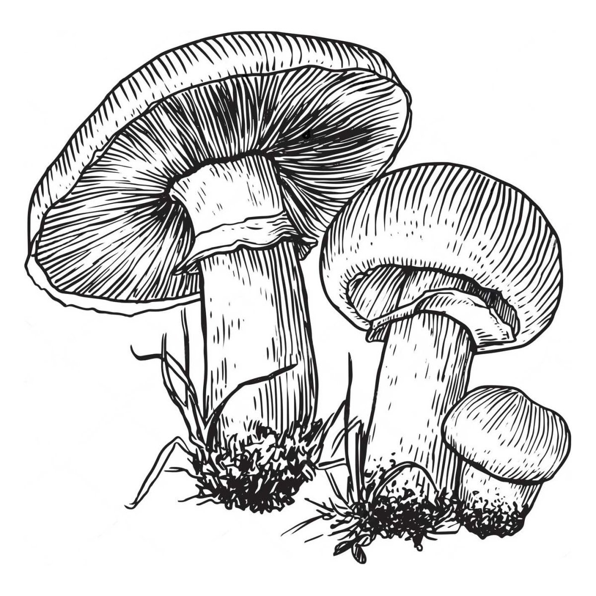 Рисунки грибов карандашом