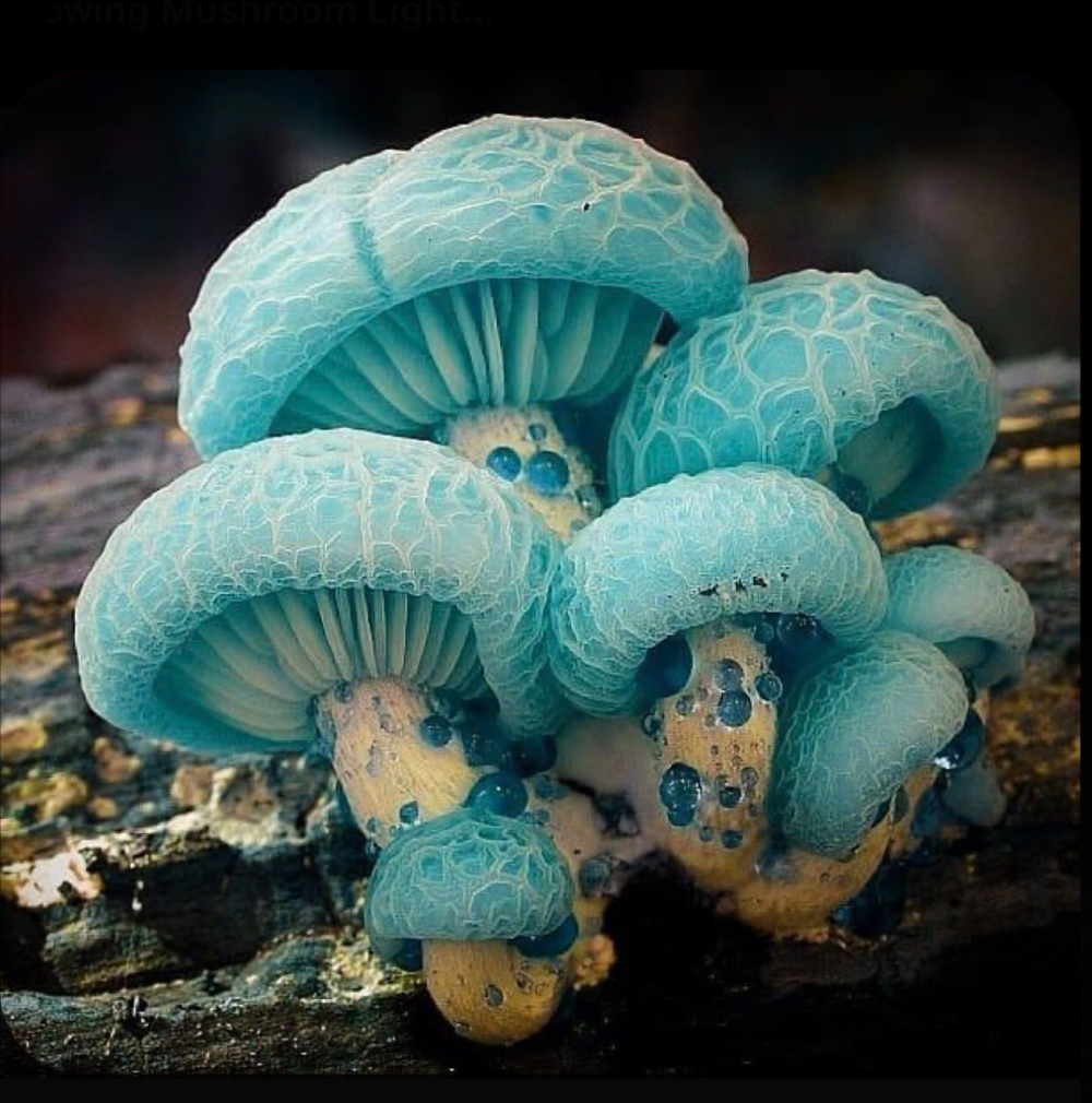 Экзотические грибы. Подосерпула Миранда гриб. Родотус дланевидный. Родотус гриб. Млечник голубой гриб.