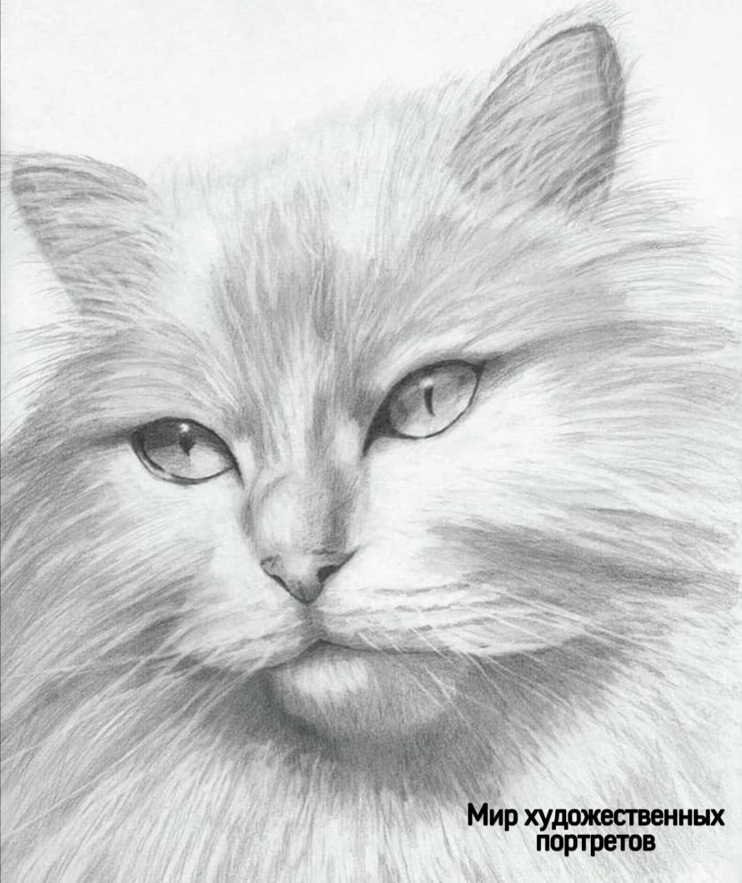 Рисунки. Животные карандашом. Кот карандашом. Красивые рисунки карандашом. Красивые кошки карандашом.