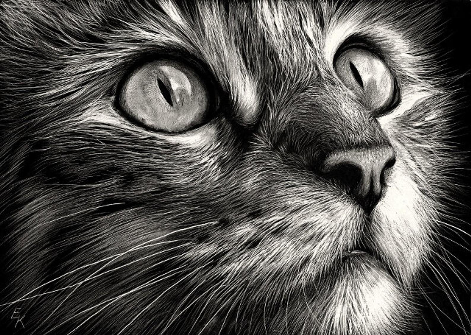 Покажи картинки рисунков. Реалистичные рисунки животных. Кошка карандашом. Рисунки котов. Картины карандашом.