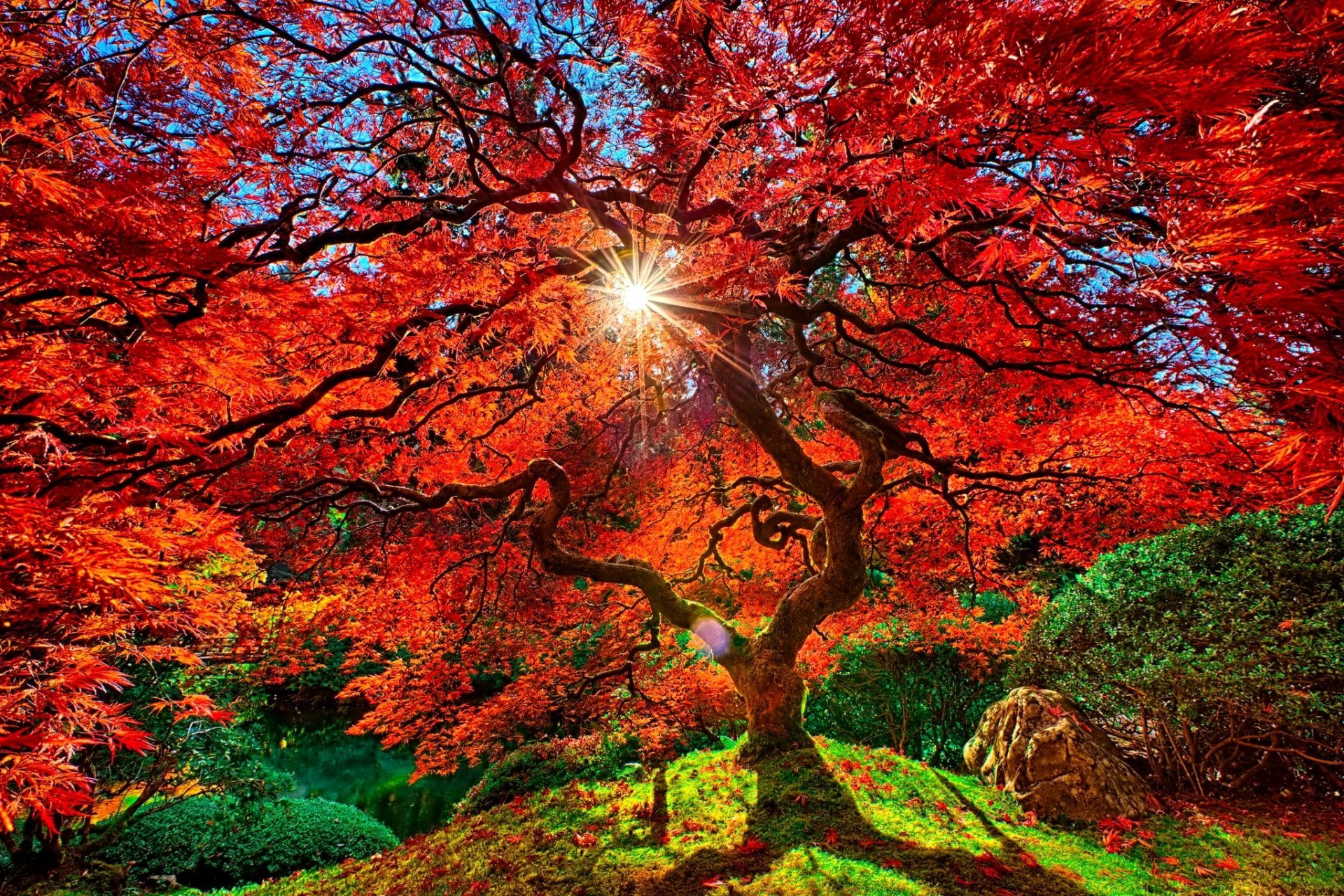 Красный золотой осень. Японские клены Момидзи. Японский клен Орегон. Осеннее дерево. Красивая осень.