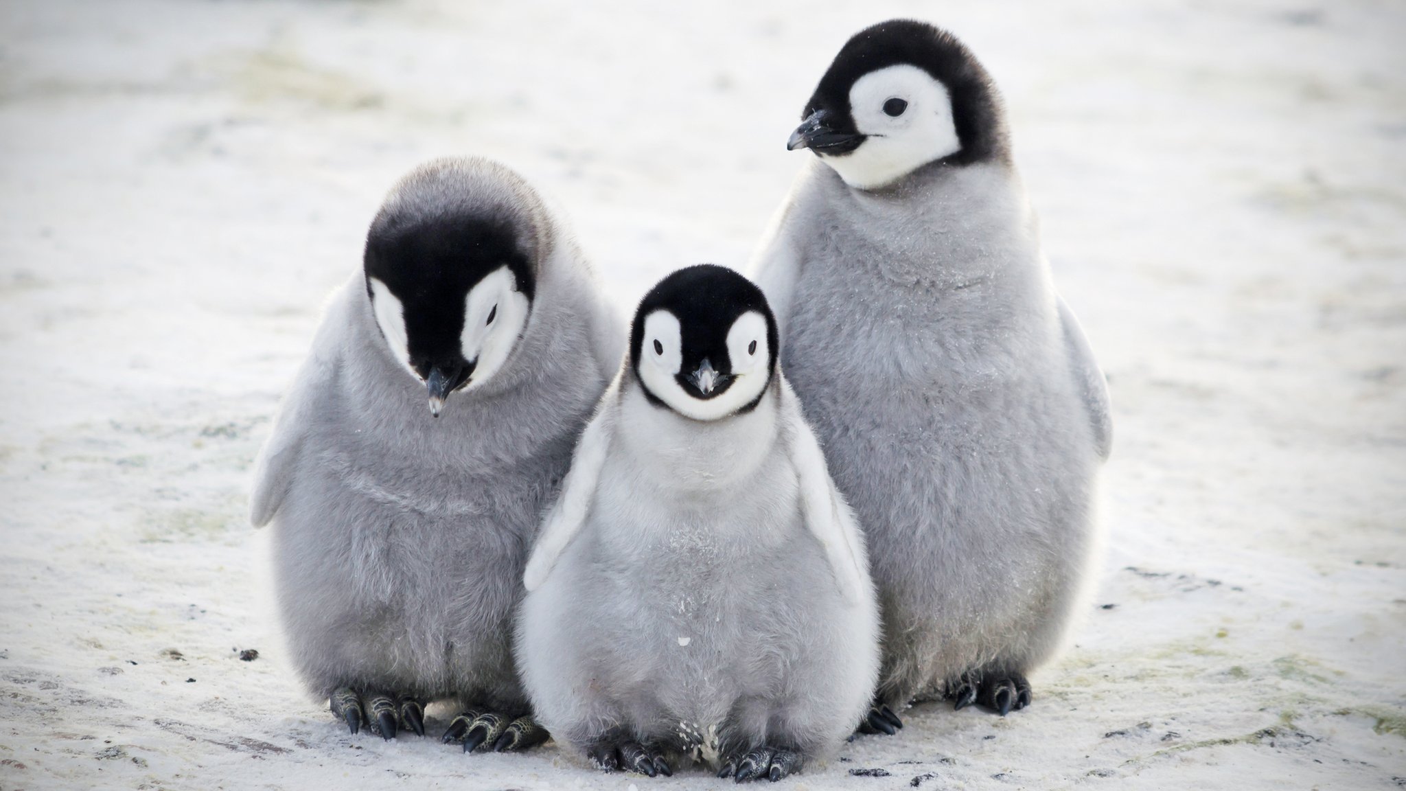 Пингвины. Пингвин картинка. Милые пингвины. Пингвин домашний питомец.