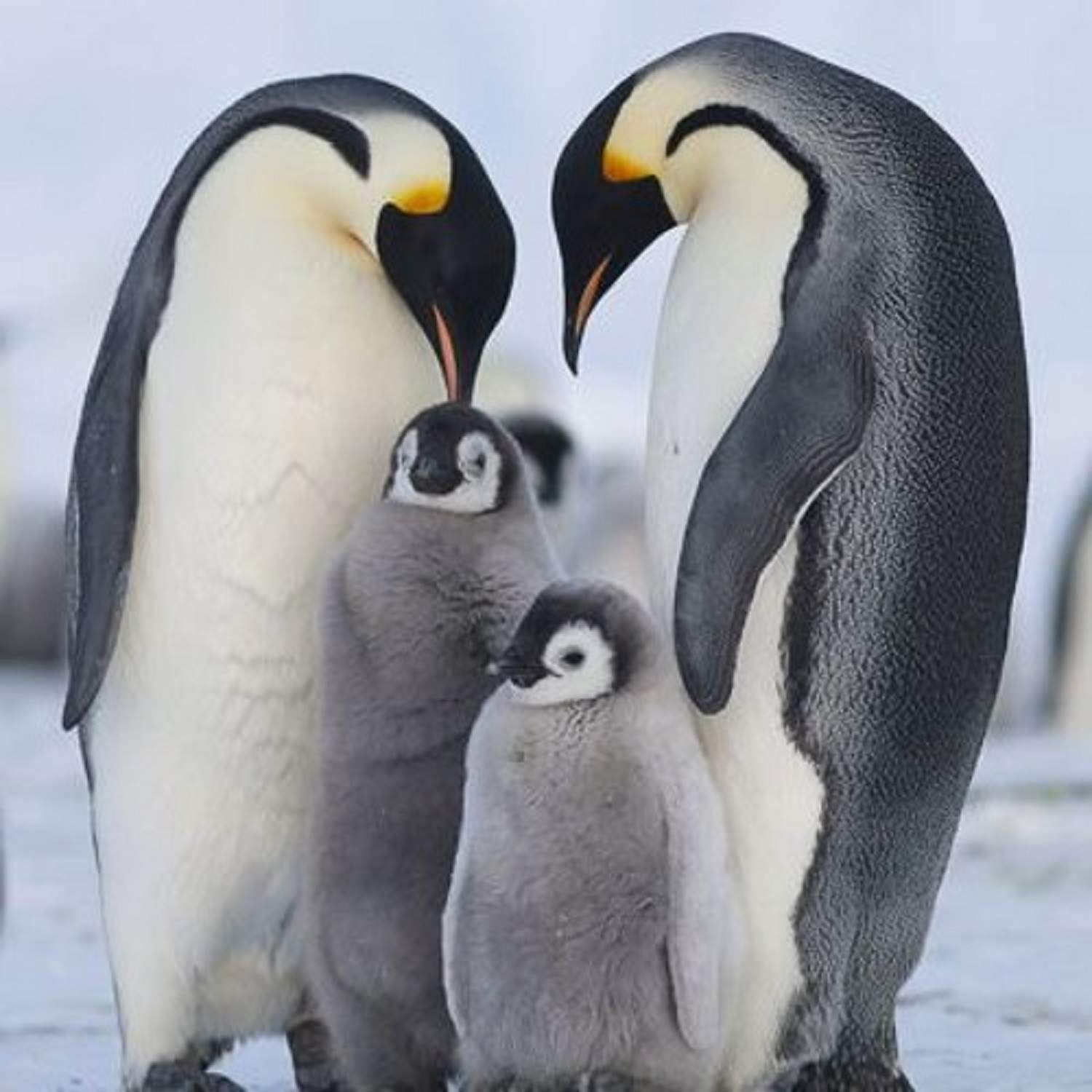Забота родителей о потомстве. Птенец Императорского пингвина. Императорский Пингвин детеныш. Императорский Пингвин семья. Птенец королевского пингвина.