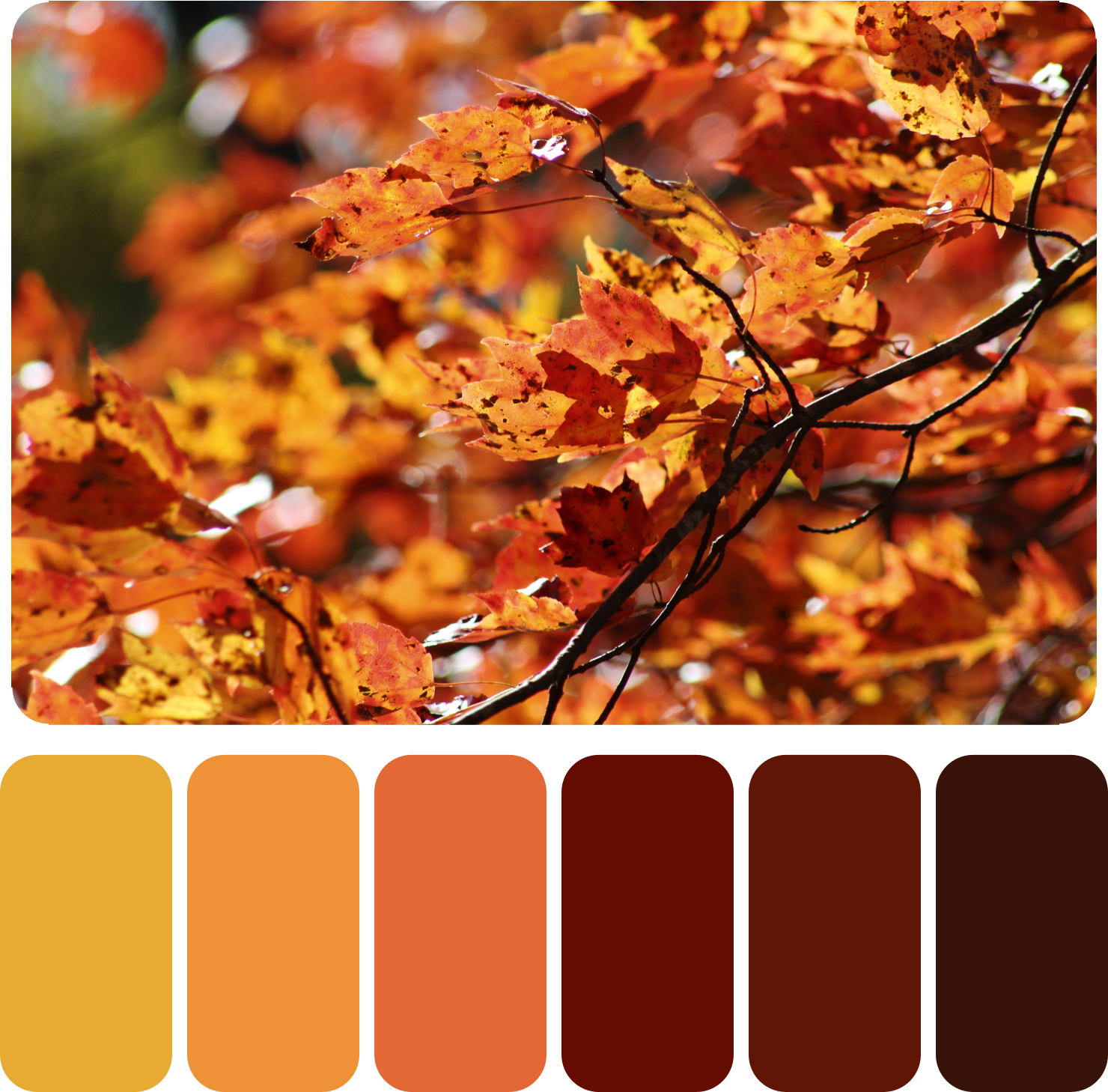 Палитра лист. Цветовая гамма осень. Осенние цвета. Краски осени палитра. Палитра осенних оттенков.