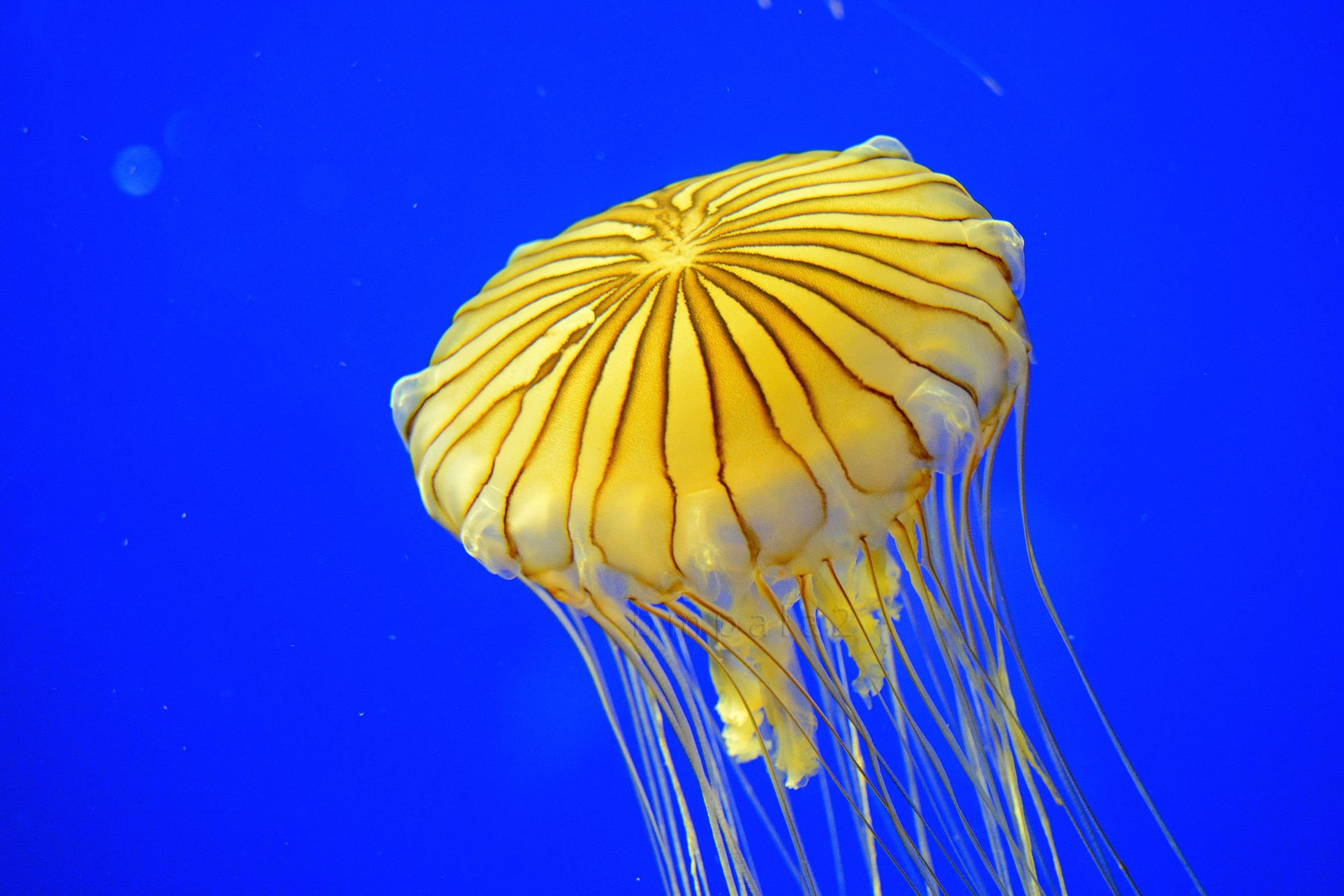 Морская крапива. Сцифоидные медузы. Кишечнополостные медузы. Сцифоидные Кишечнополостные. Морская крапива (Chrysaora).