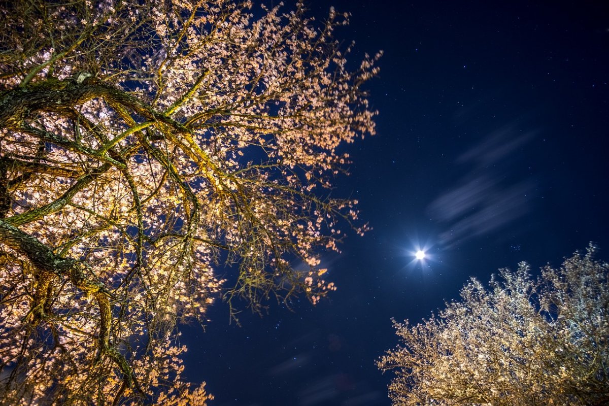 Ночью деревья спят. Дерево ночью. Звездное небо сквозь деревья. Красивое дерева ночью. Ночное небо с деревьями.