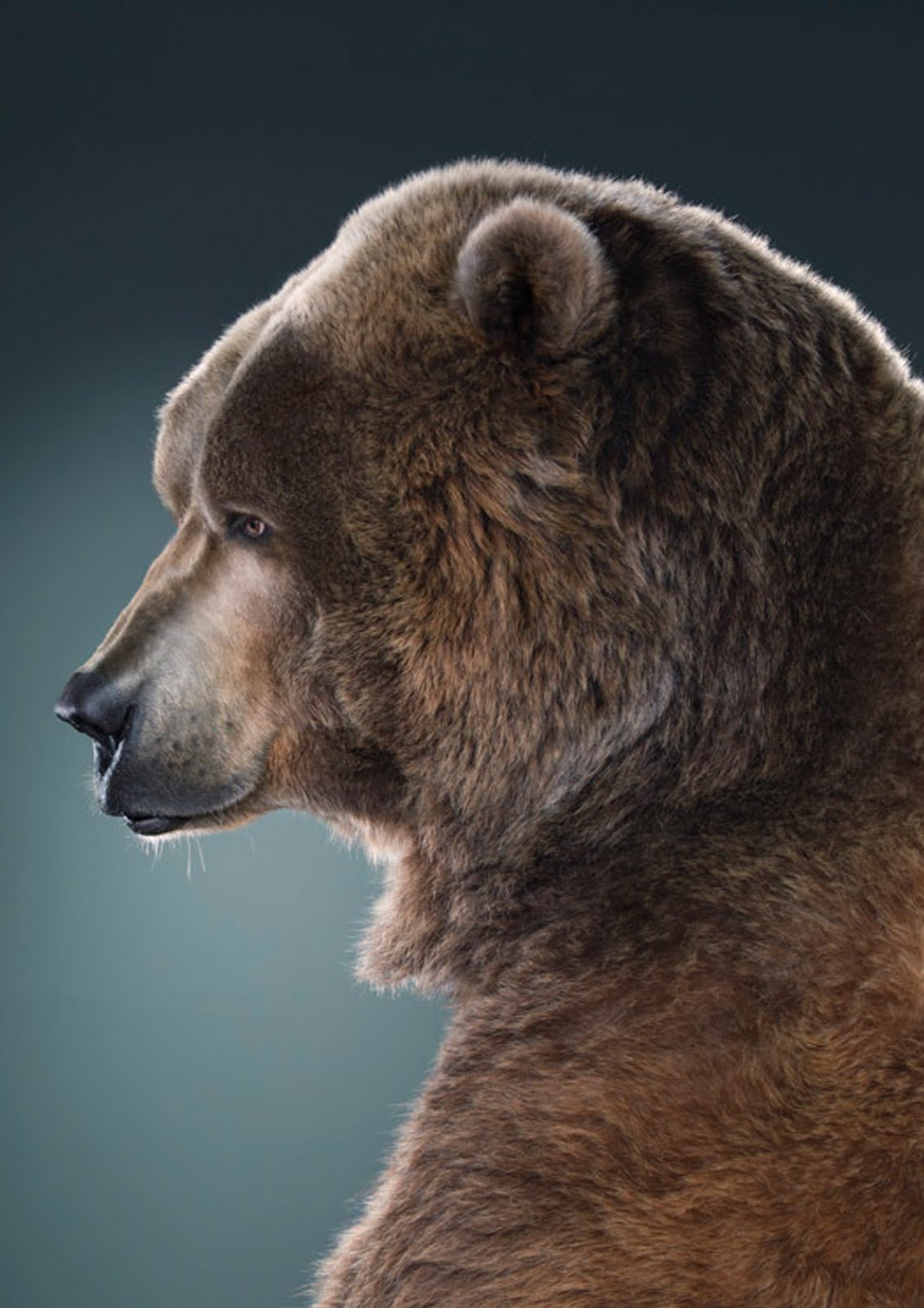 Бурый медведь голова. Медведь Гризли. Медведь Гризли морда сбоку. Медведь Гризли профиль. Медведь Гризли в профил.