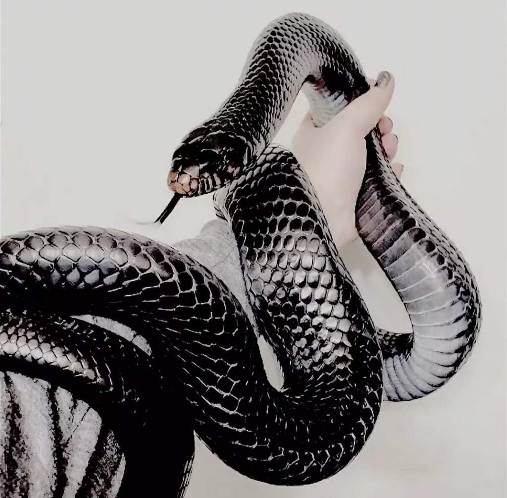 Черная змея на голове пятна. Техасский полоз леуцист. Слизерин Эстетика змея. Чёрная мамба змея. Эстетика змей Слизерина.