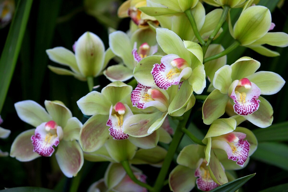 Орхидея гуллари