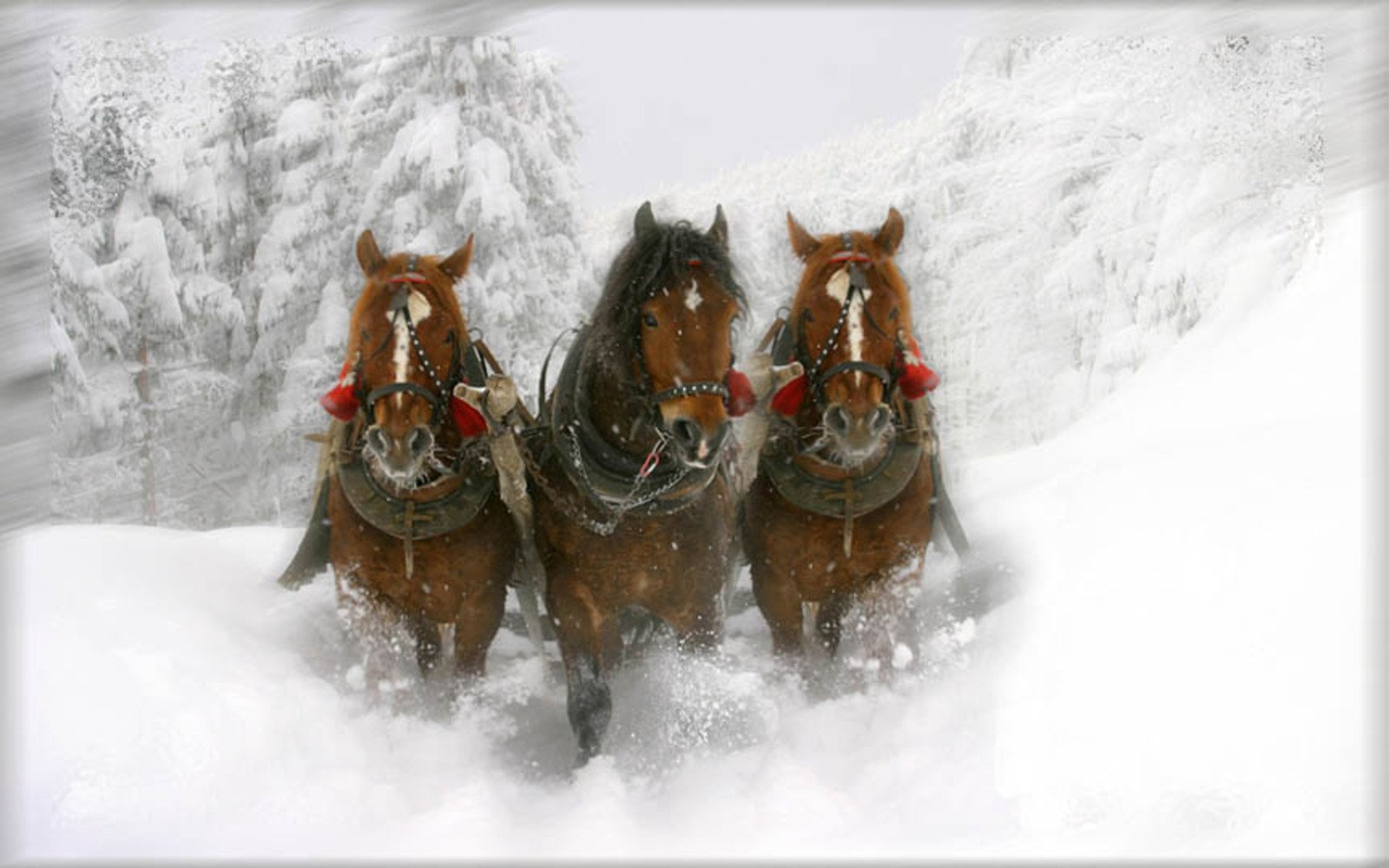 Звон тройки. Зимняя тройка Васнецов. Тройка лошадей зимой. Лошадь в упряжке. Зимняя тройка лошадей.