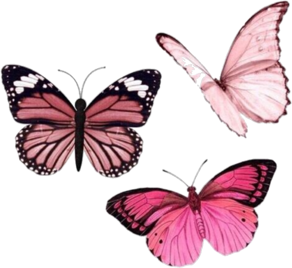 Бабочка фиолетовая. Сиреневые бабочки. Розовые бабочки. Розовые бабочки на прозрачном фоне.