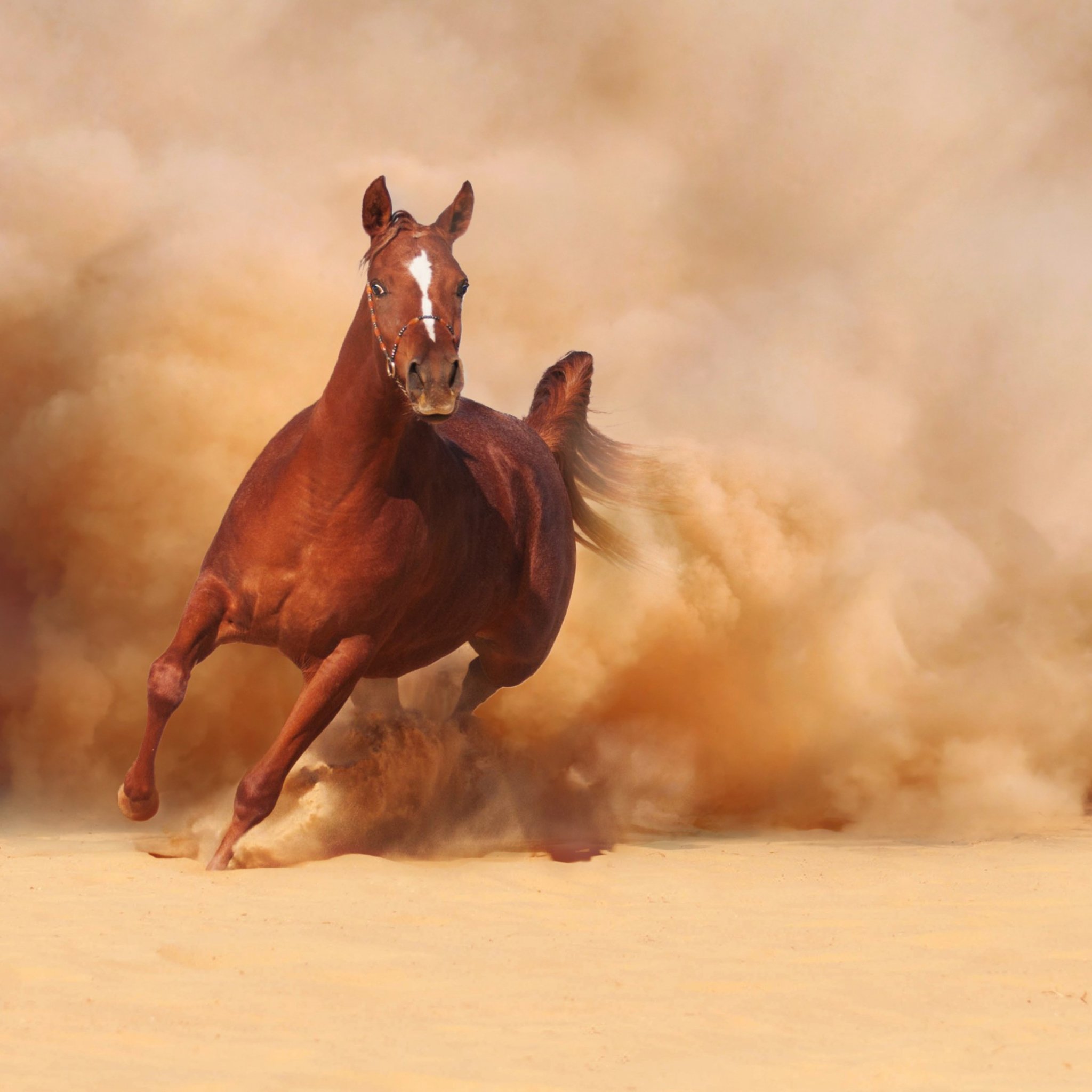 Конь вырвется догонишь а сказанного. Лошадь бежит. Обои лошади. Пыль на поле от копыт. Лошадь галоп.
