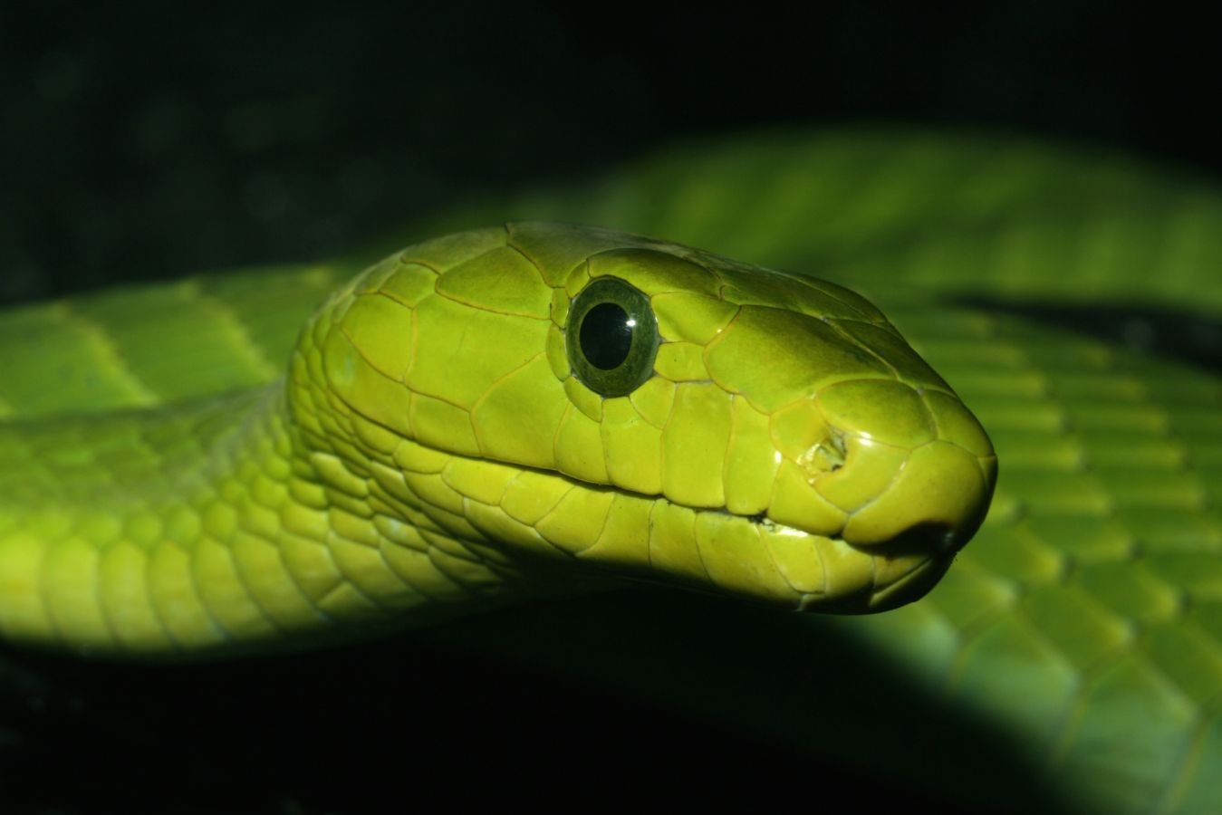 Черная мамба яд. Африканский бумсланг змея. Зелёная мамба змея. Зеленая змея ядовитая мамба.