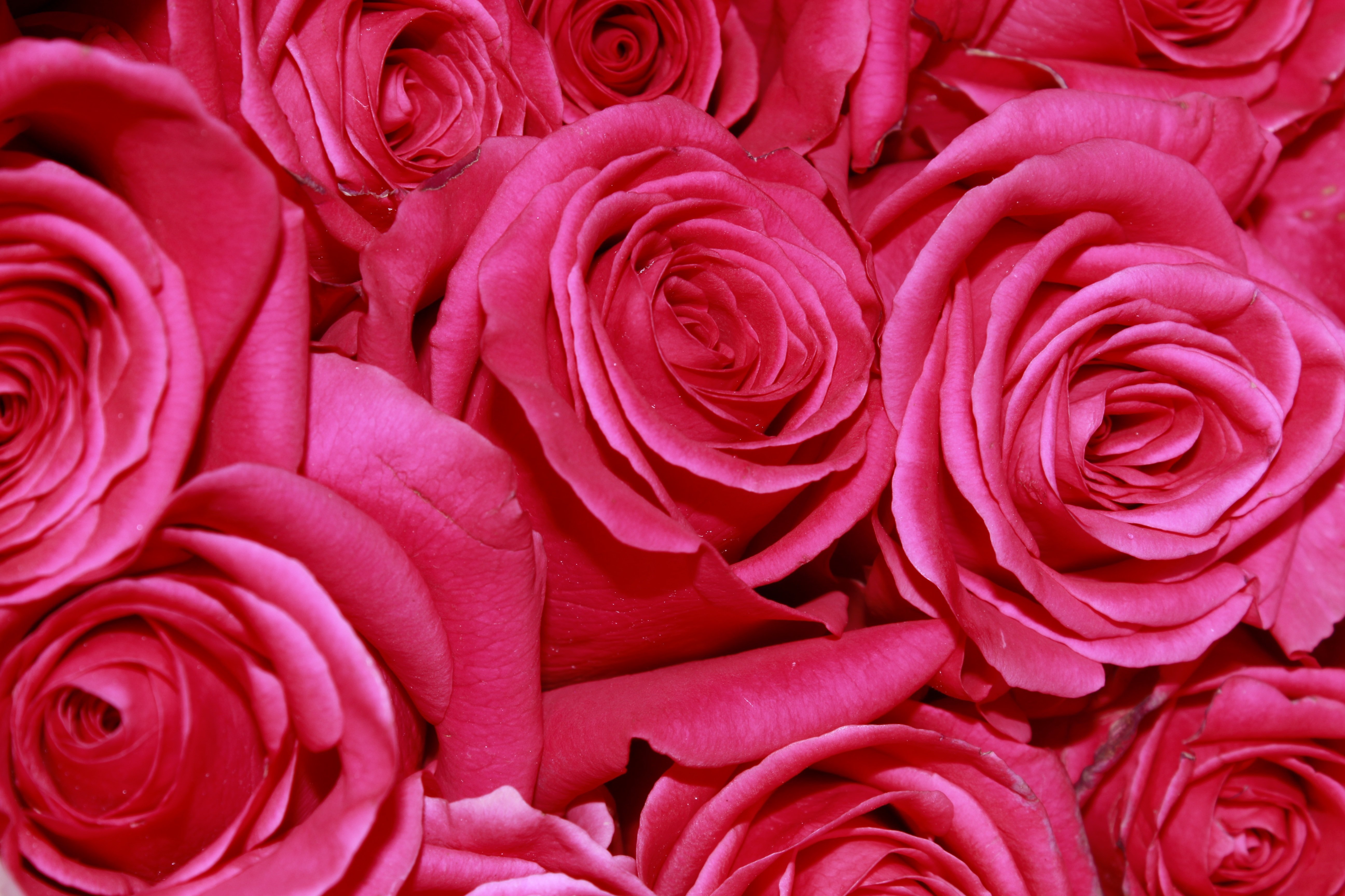 Сделать 2 фото розы. Малиновые розы. Розовые цветы. Розовые розы. Красно розовый.