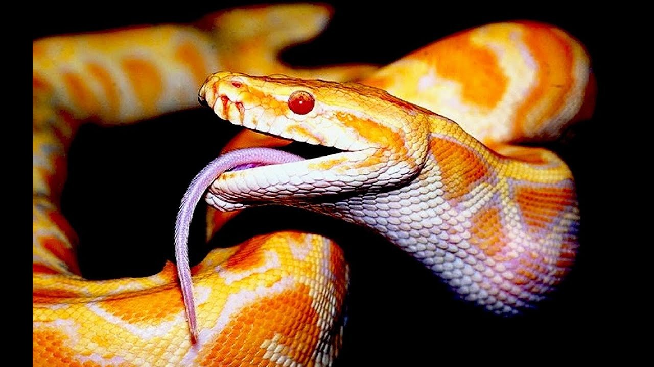Красно желтая змея. Питон змея ядовитая. Мадагаскарский полоз. Собакоголовый удав.