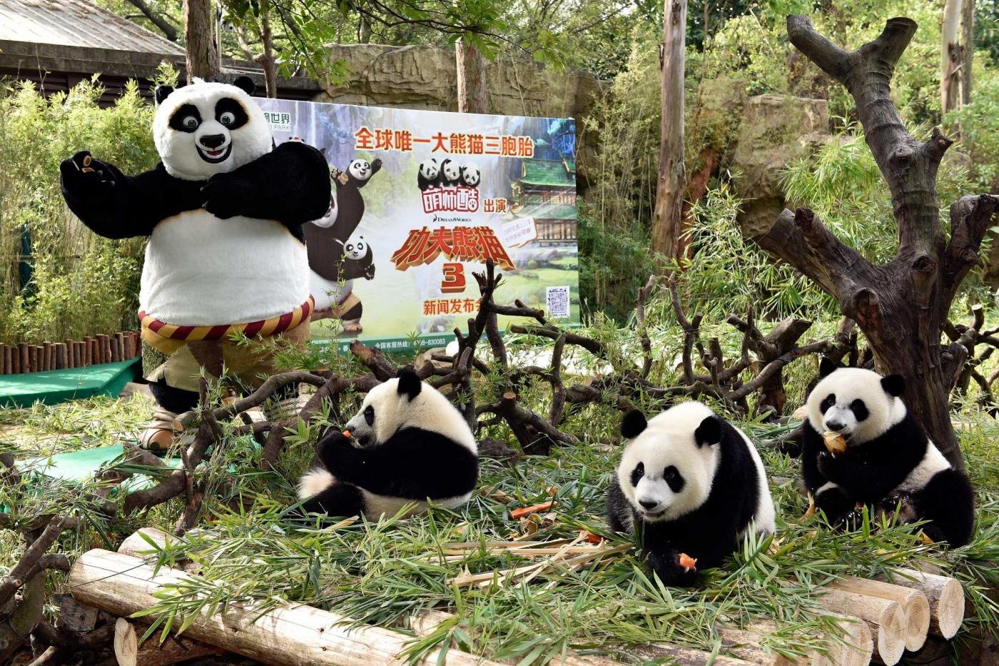Панда собирает в круг. Город панд в Китае. Панда живет в Китае. Где живут панды. Панда живет в Японии.