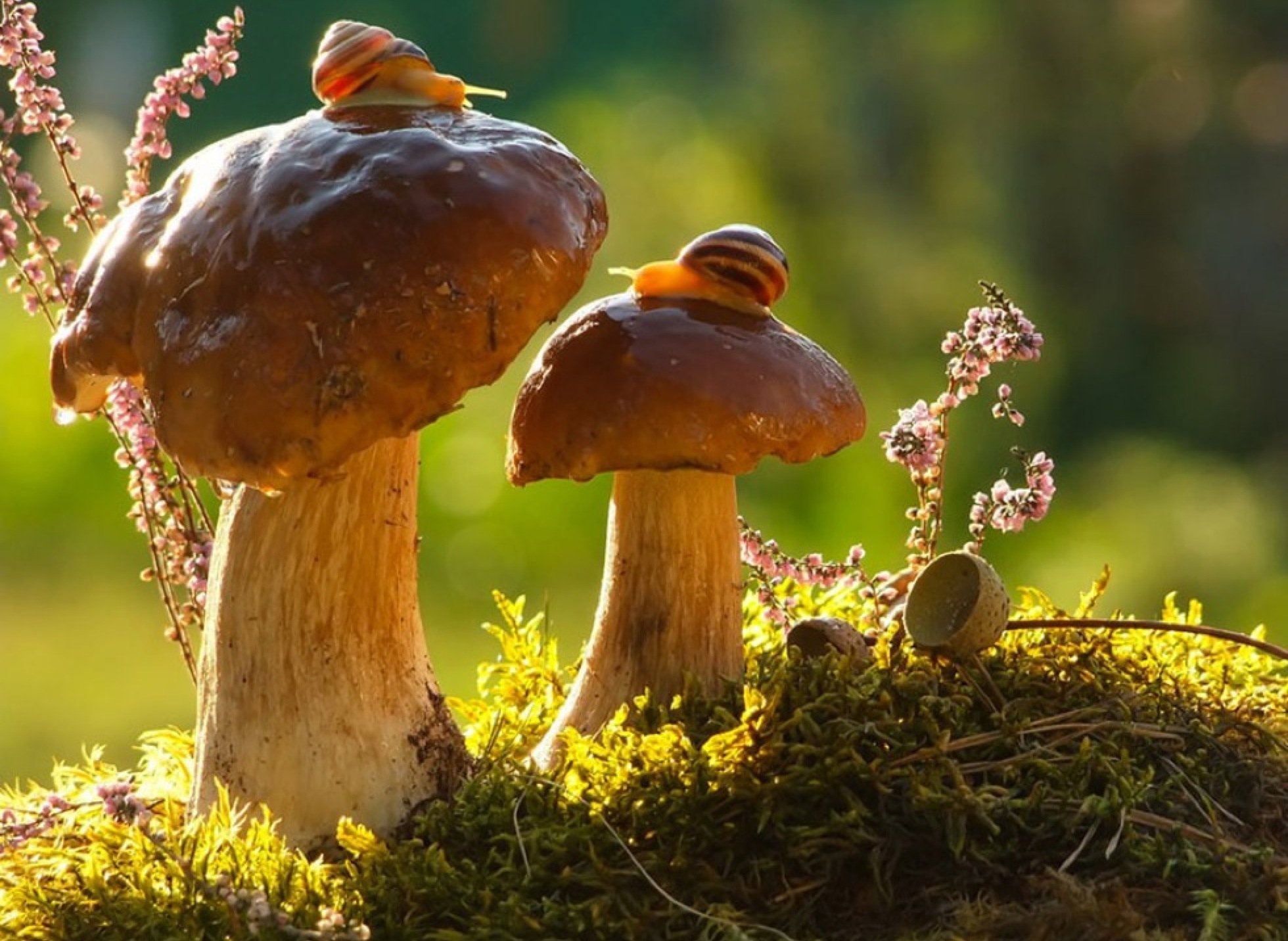 Мир природы грибы. Красивые грибы. Осенние грибы. Осень грибы. Удивительный мир природы.