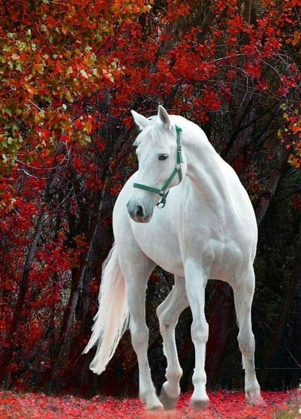 Белая лошадь томпсонов