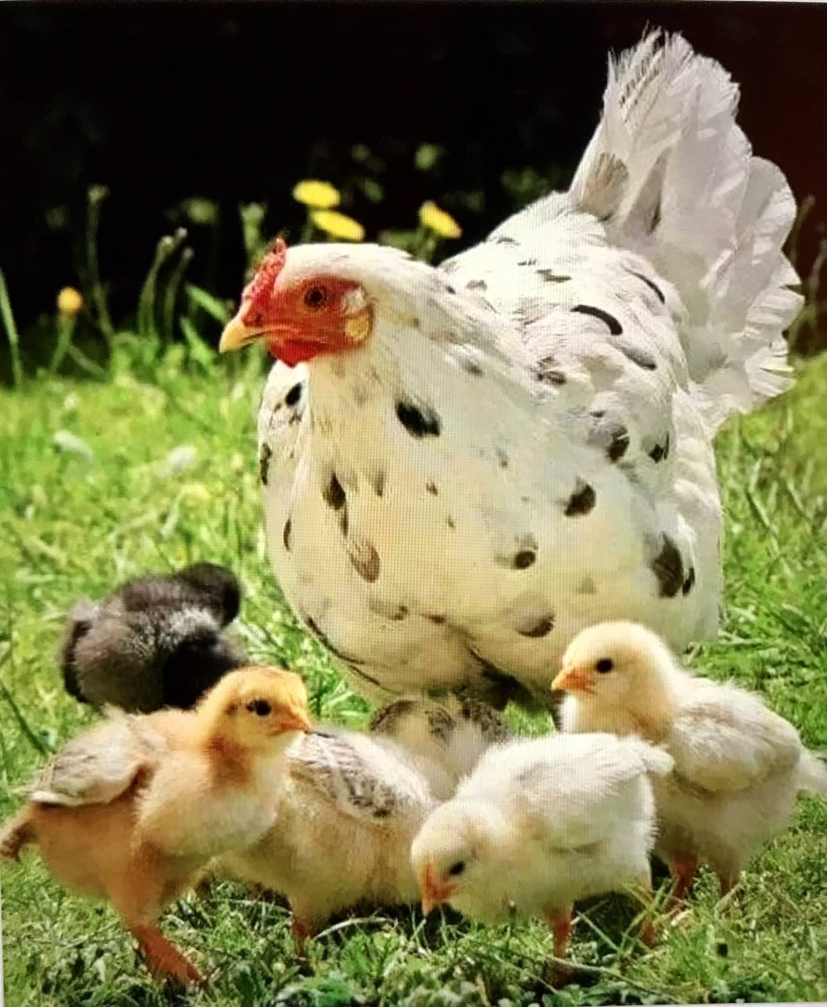 Цыплята кур фото. Квочка Брама с цыплятами. Маран (порода кур). Курица с цыплятами. Цыплята несушки.