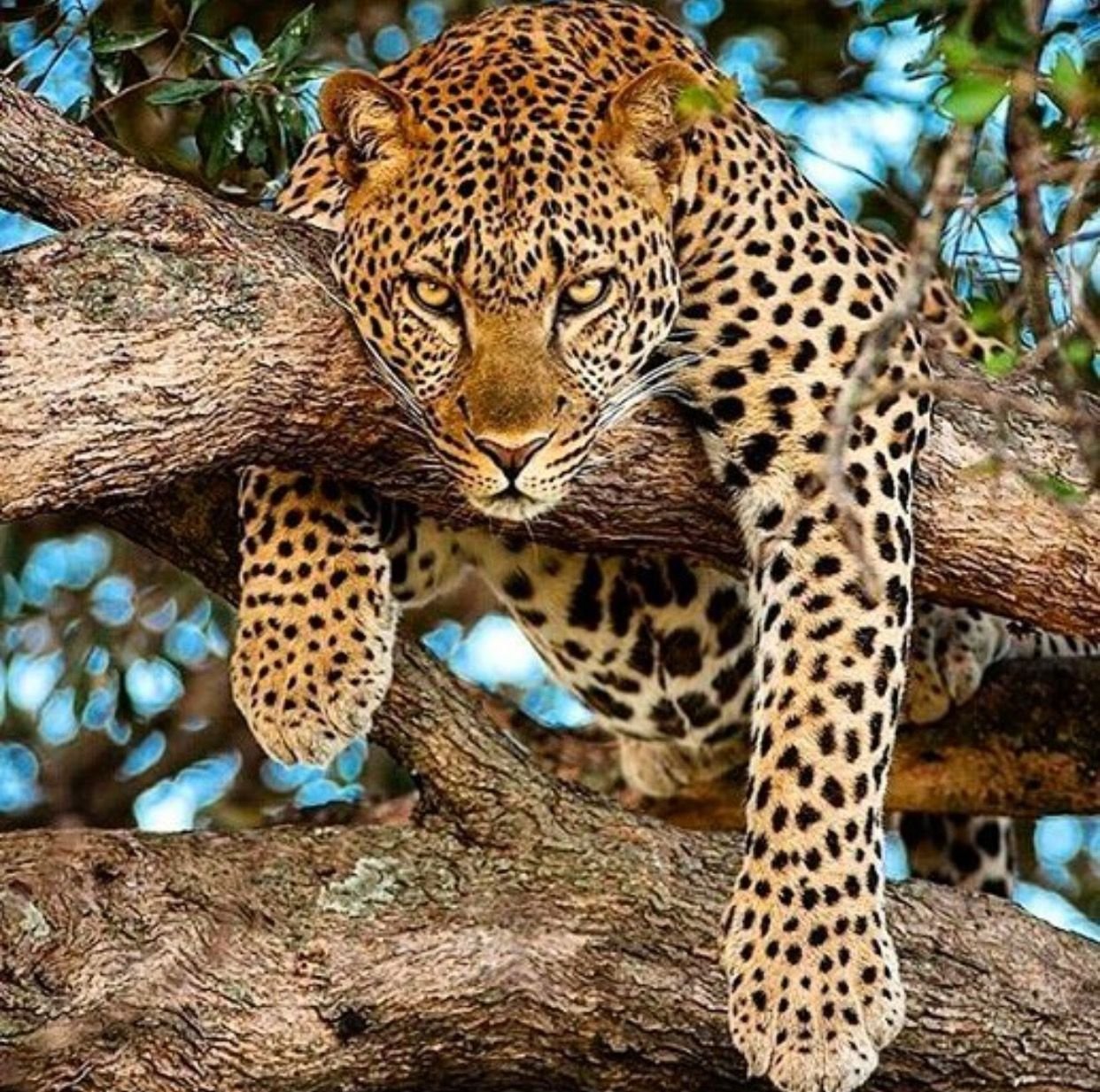 Как выглядит ягуар. Цейлонский леопард. Южноафриканский Ягуар. Ягуар животное.
