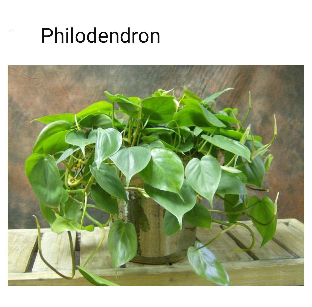 Филодендрон лазящий пестролистный