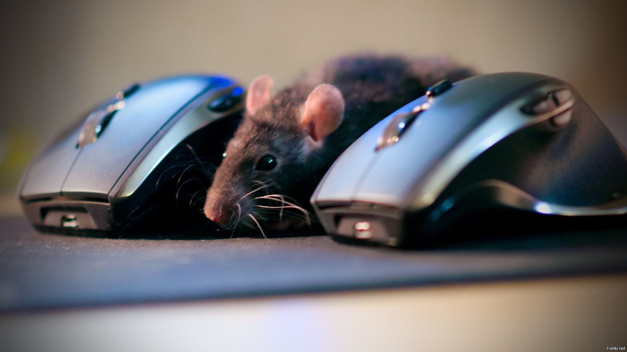 Мышь включает компьютер. Мышка. VDIRF. Мышка компьютерная. Мышь и компьютерная мышь.