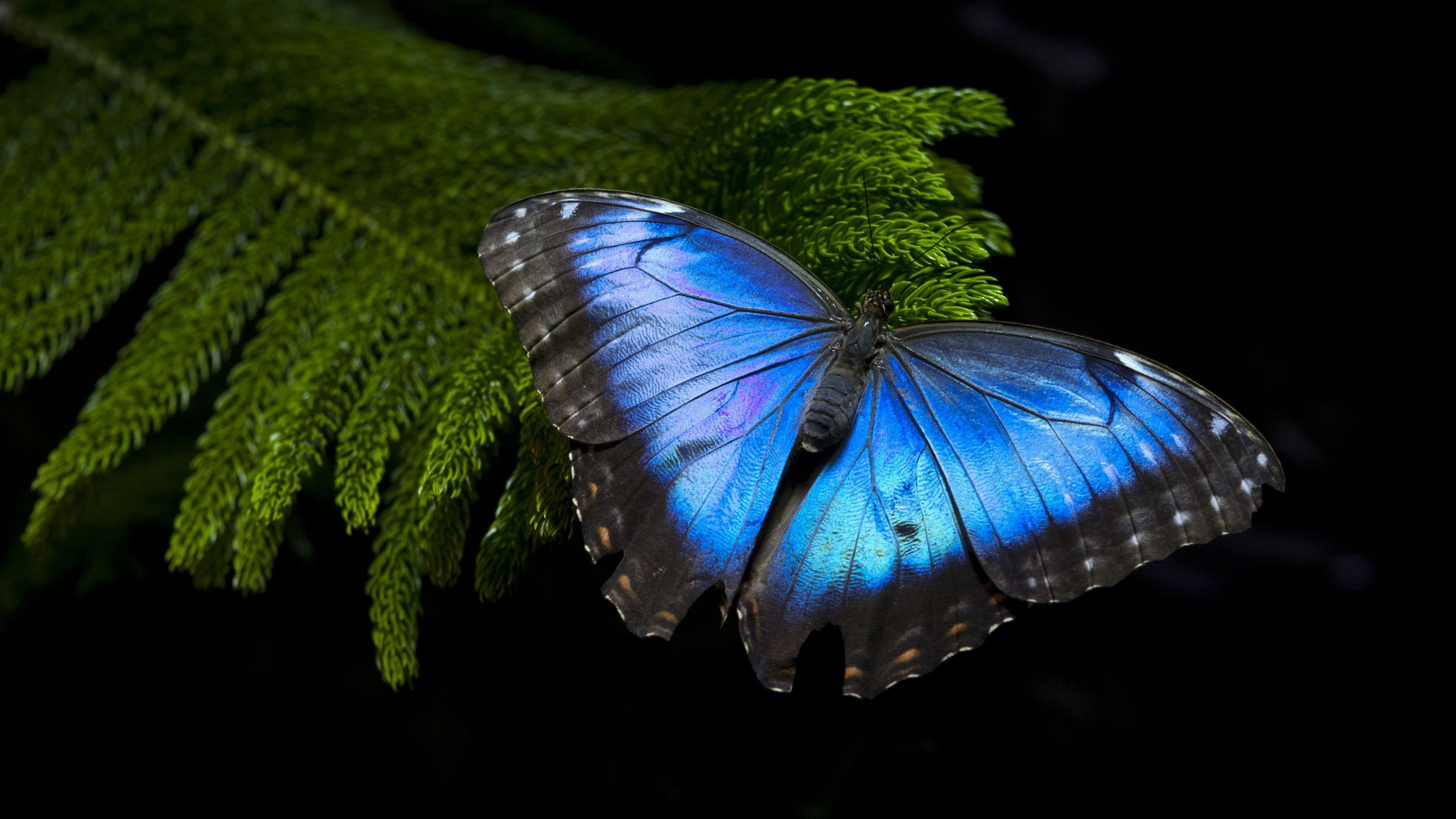 Черно синяя бабочка. Бабочка Блю Морфо. Бабочка Морфо Дидиус. Бабочка Морфида голубая. Бабочка Морфо Пелеида.