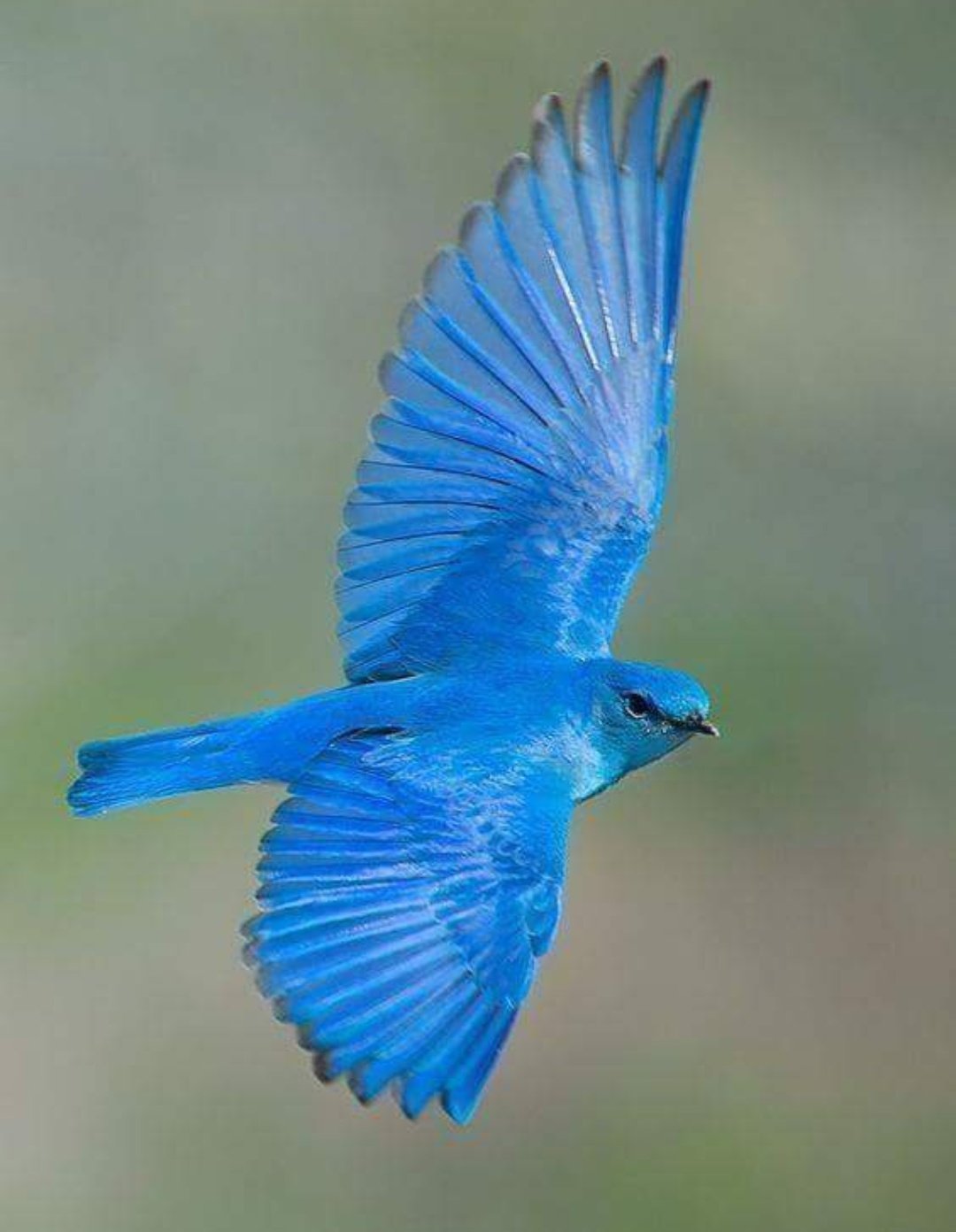 Лазоревый голубой