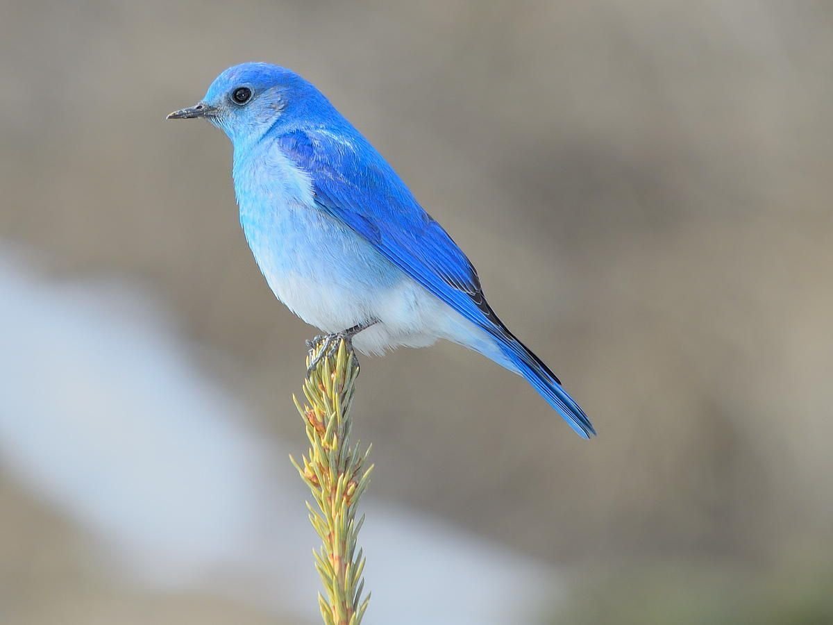 птицы синего цвета фото с названиями