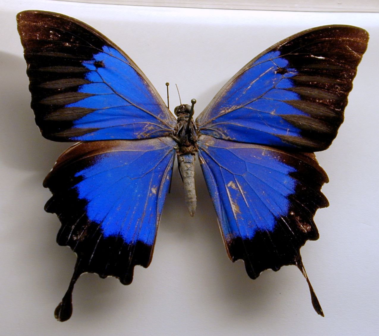 Черно синяя бабочка. Мадагаскарская голубая бабочка. Бабочка Урания Мадагаскарская. Бабочка Морфо Пелеида. Калифорнийский синий Махаон.