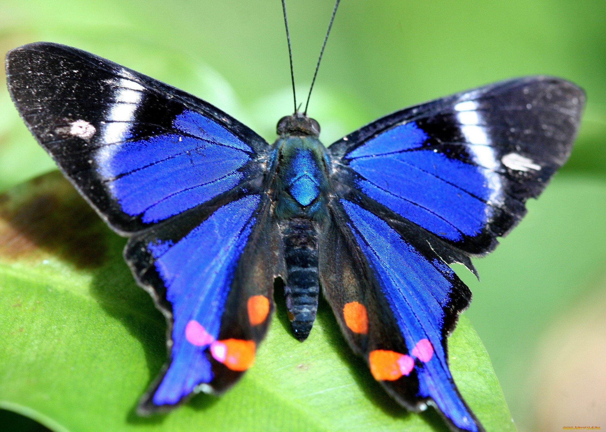 Какие имена бабочек. Горгеус бабочка. Алтынская бабочка. Краснохвостая бабочка. Мадагаскарская голубая бабочка.
